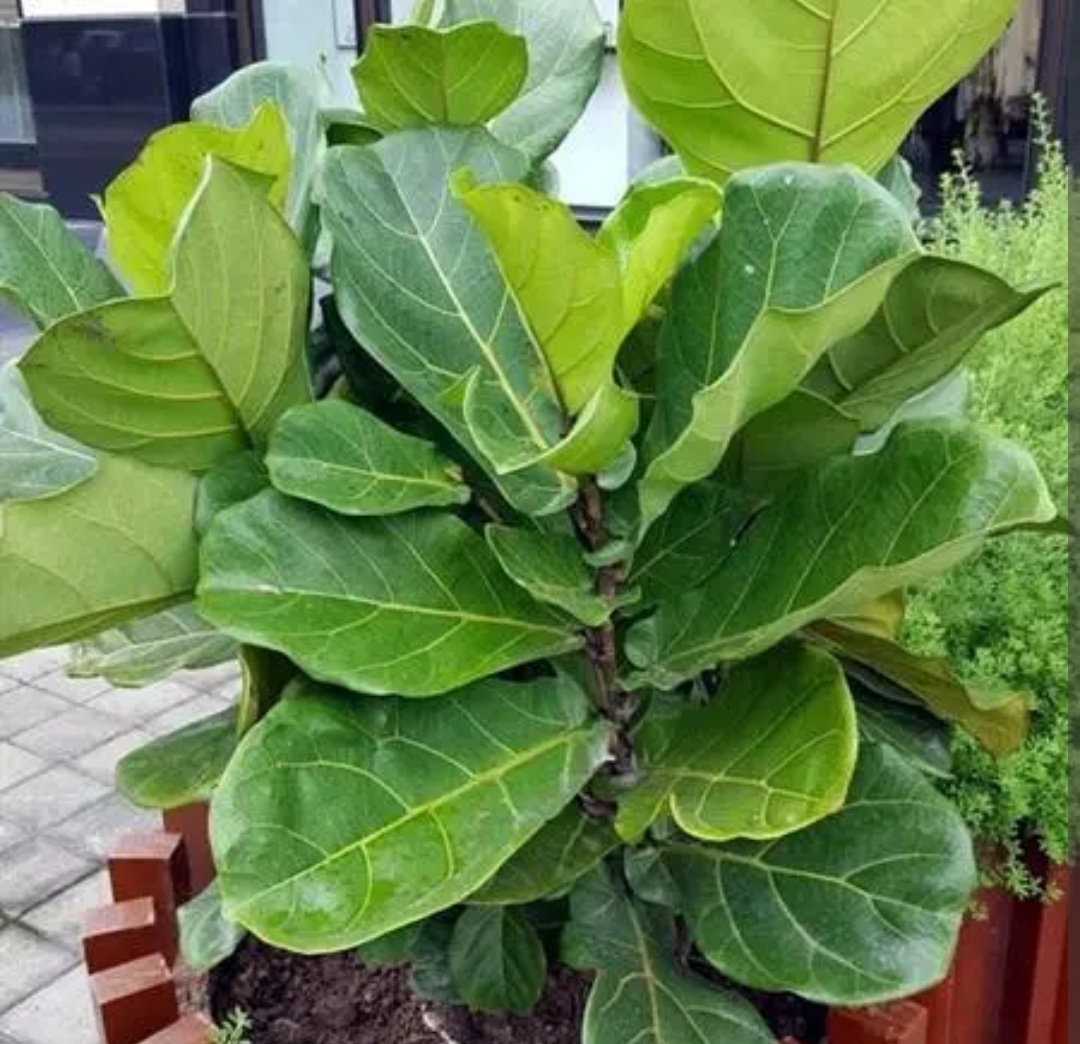 适合室内养的大叶子植物有哪些,四季常绿的室内植物好养