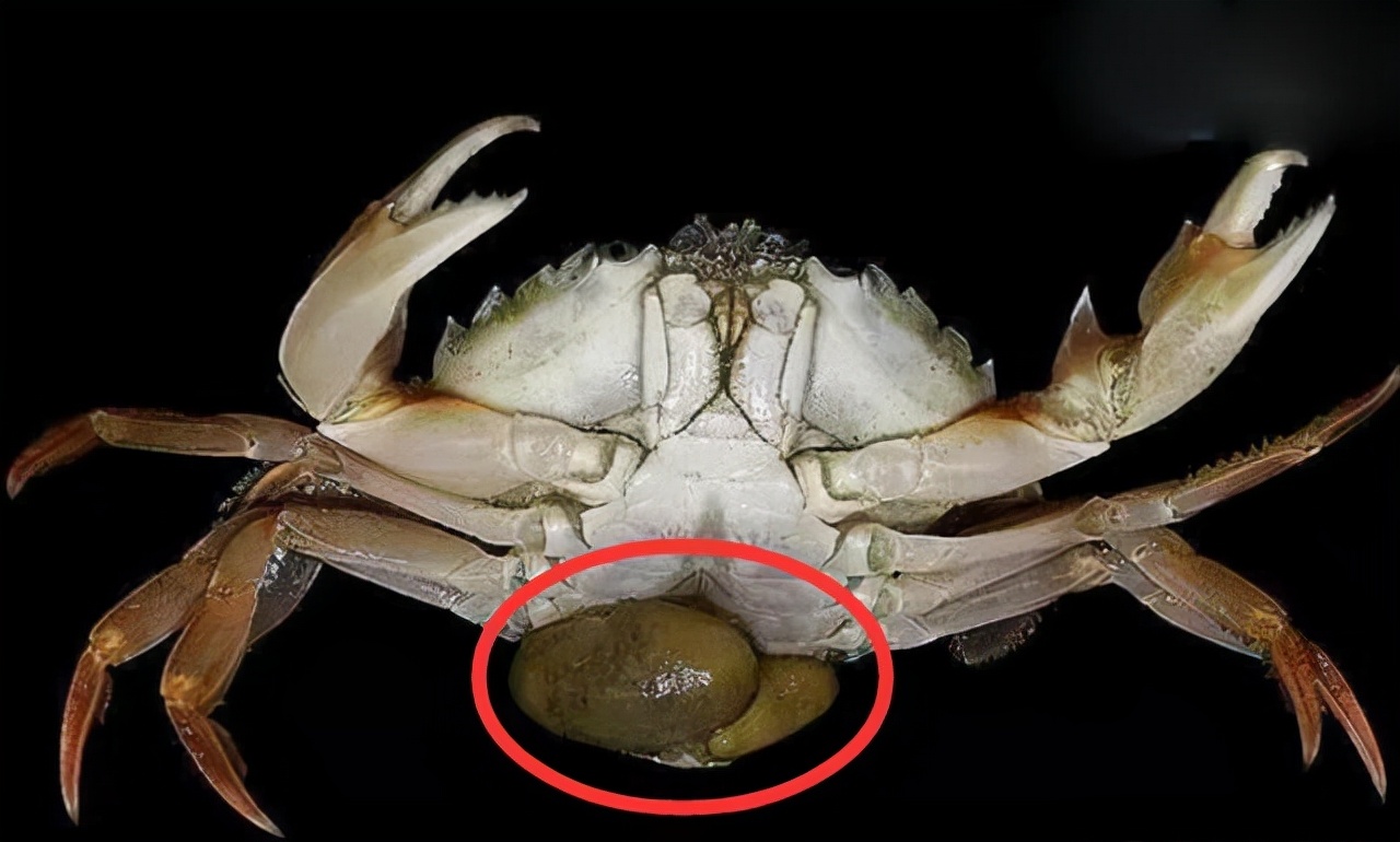 给蟹奴虫寄生的螃蟹可以吃吗,蟹奴是如何控制螃蟹的