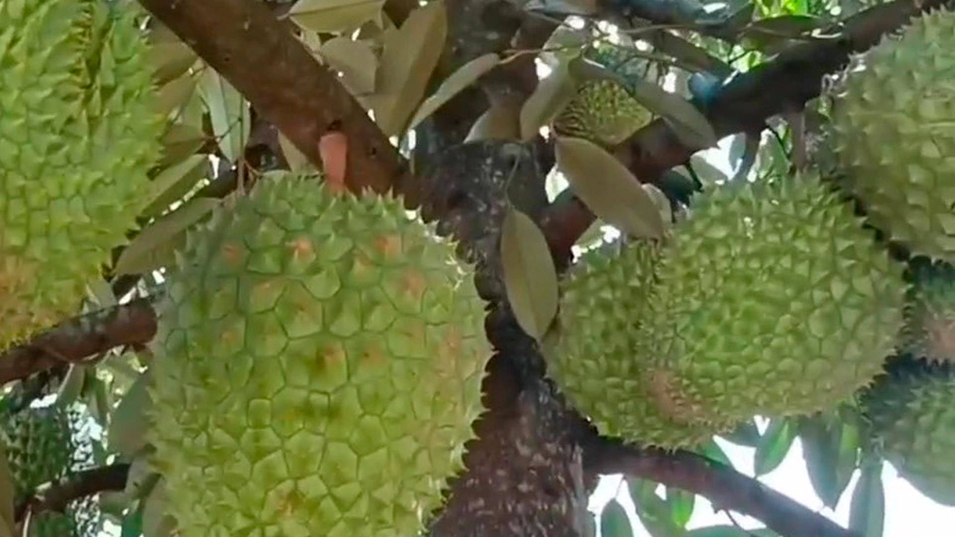 菲律宾榴莲出口中国有何效益,菲律宾普雅榴莲对华出口