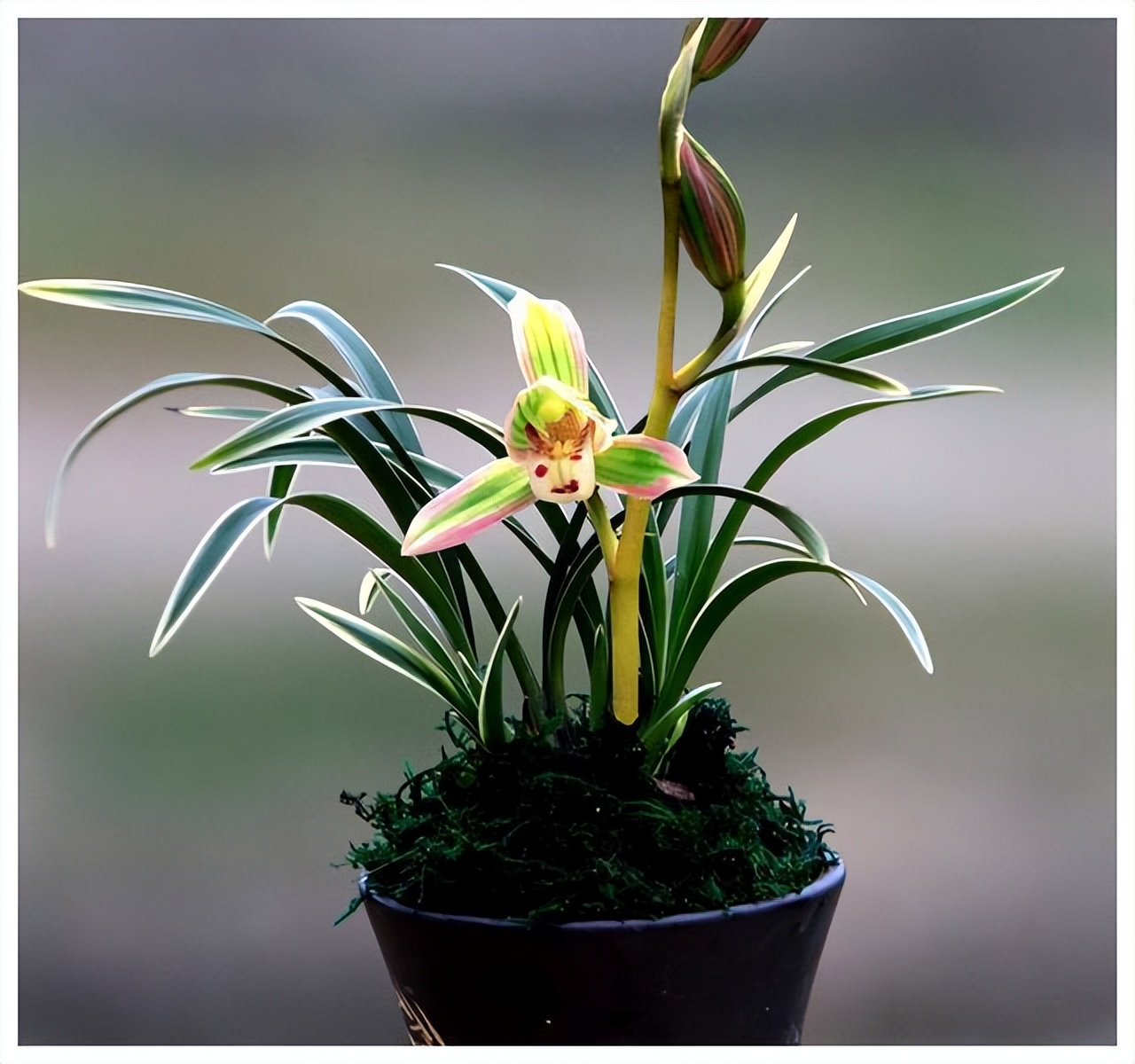 帝王妃金边矮种兰花是否四季常青,带金边的建兰品种兰花图片