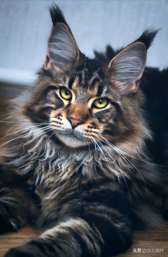 缅因库恩猫银虎斑,缅因猫浅银虎斑