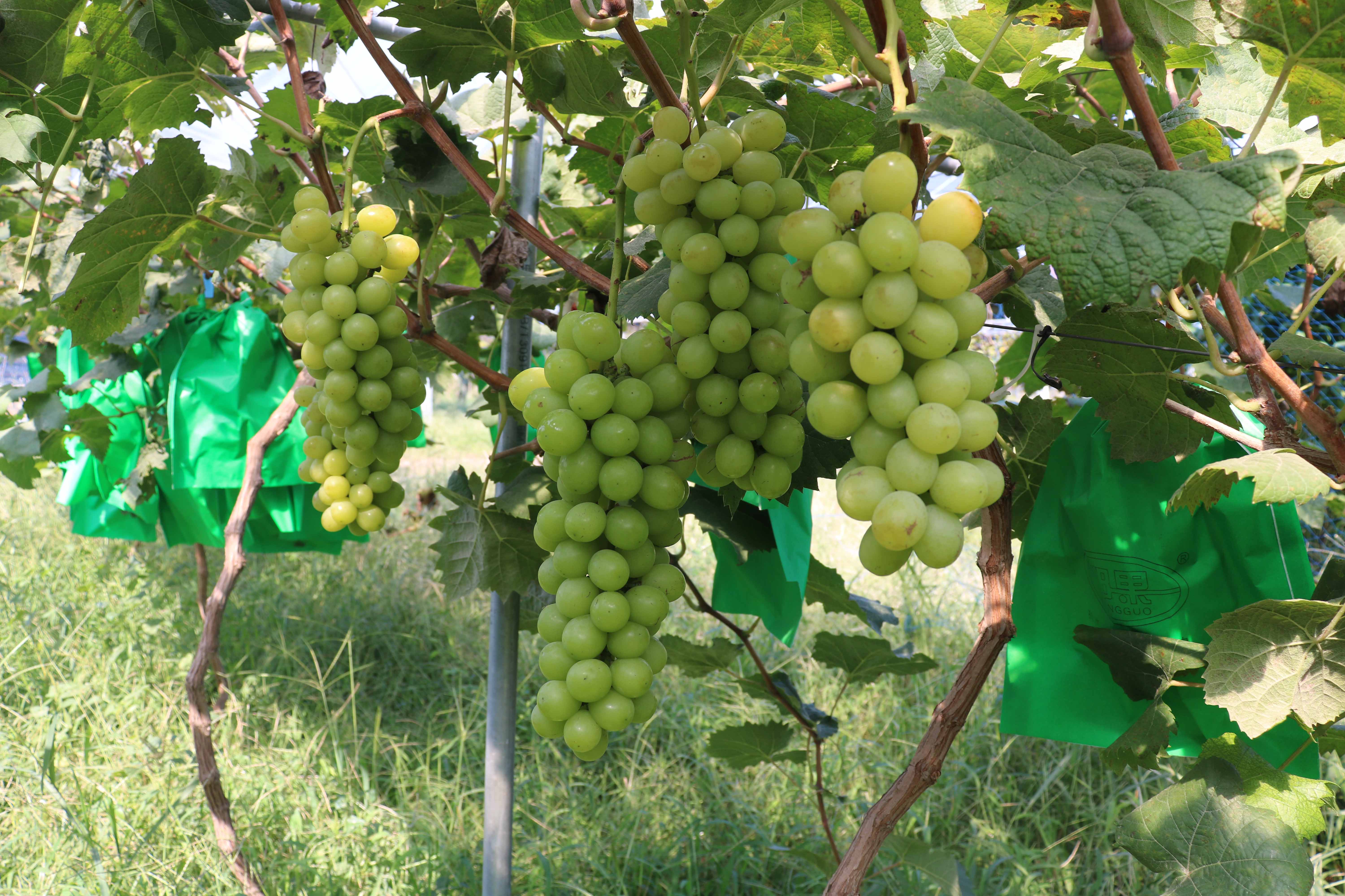 南乐县寺庄镇,南乐县道路最新规划