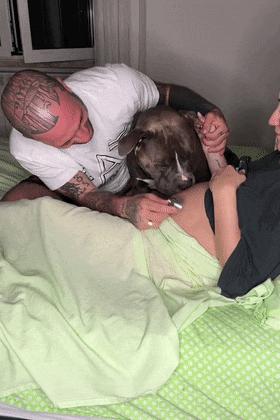 狗狗听主人胎动很惊讶,狗狗听胎动惊讶