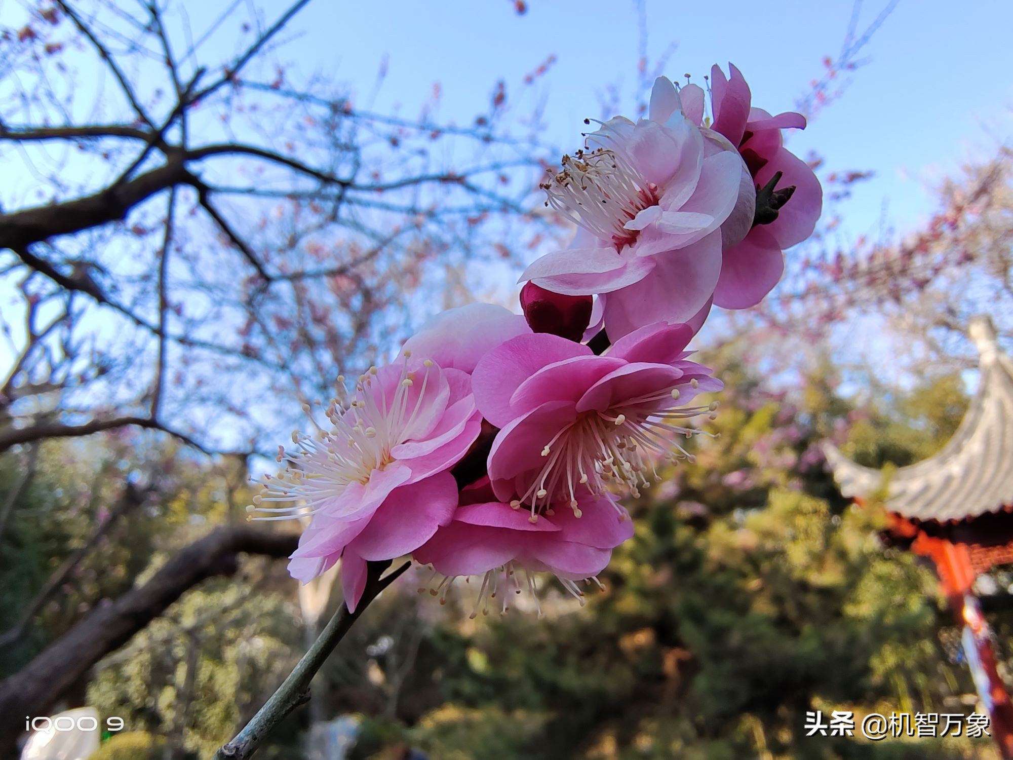 iqoo9强力散热,iqoo9的五千万和4800万像素