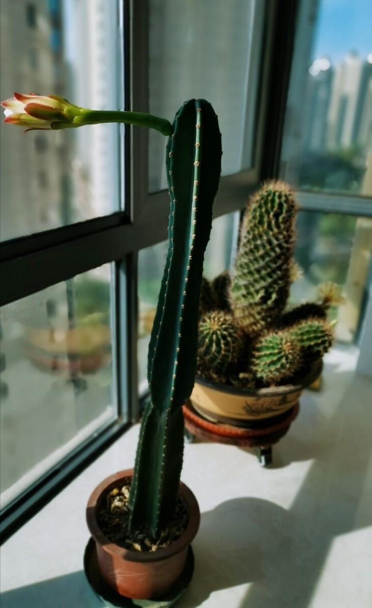 家里养什么花好看又旺财,在家养什么花好看又旺财