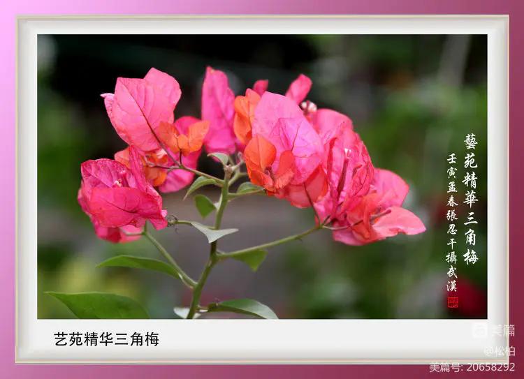 【松柏】（十四）潜情三角梅