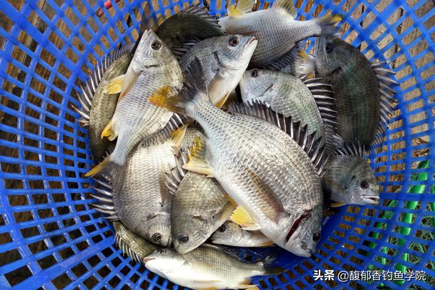 海钓鱼口轻应对方法,海钓线组粗和细对鱼口影响多大