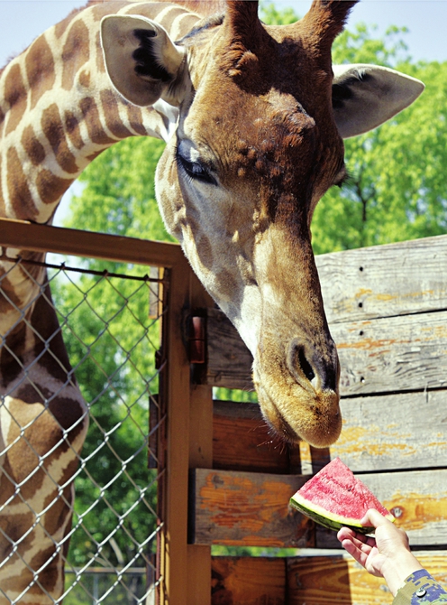 动物园开启防暑降温,动物园动物防暑降温