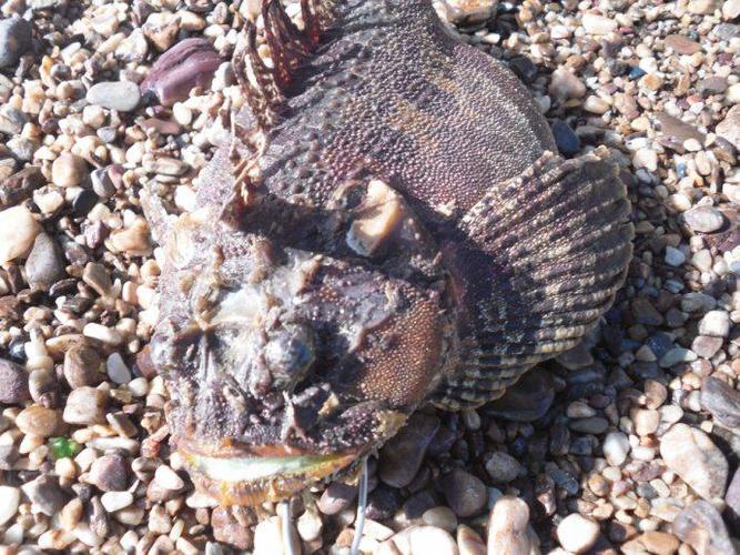 十种颜值最高的鱼,这些长相奇怪的鱼你认识几条