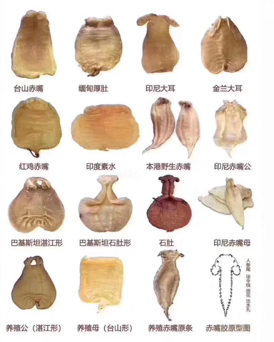 花胶是什么鱼鳔,花胶是什么味儿