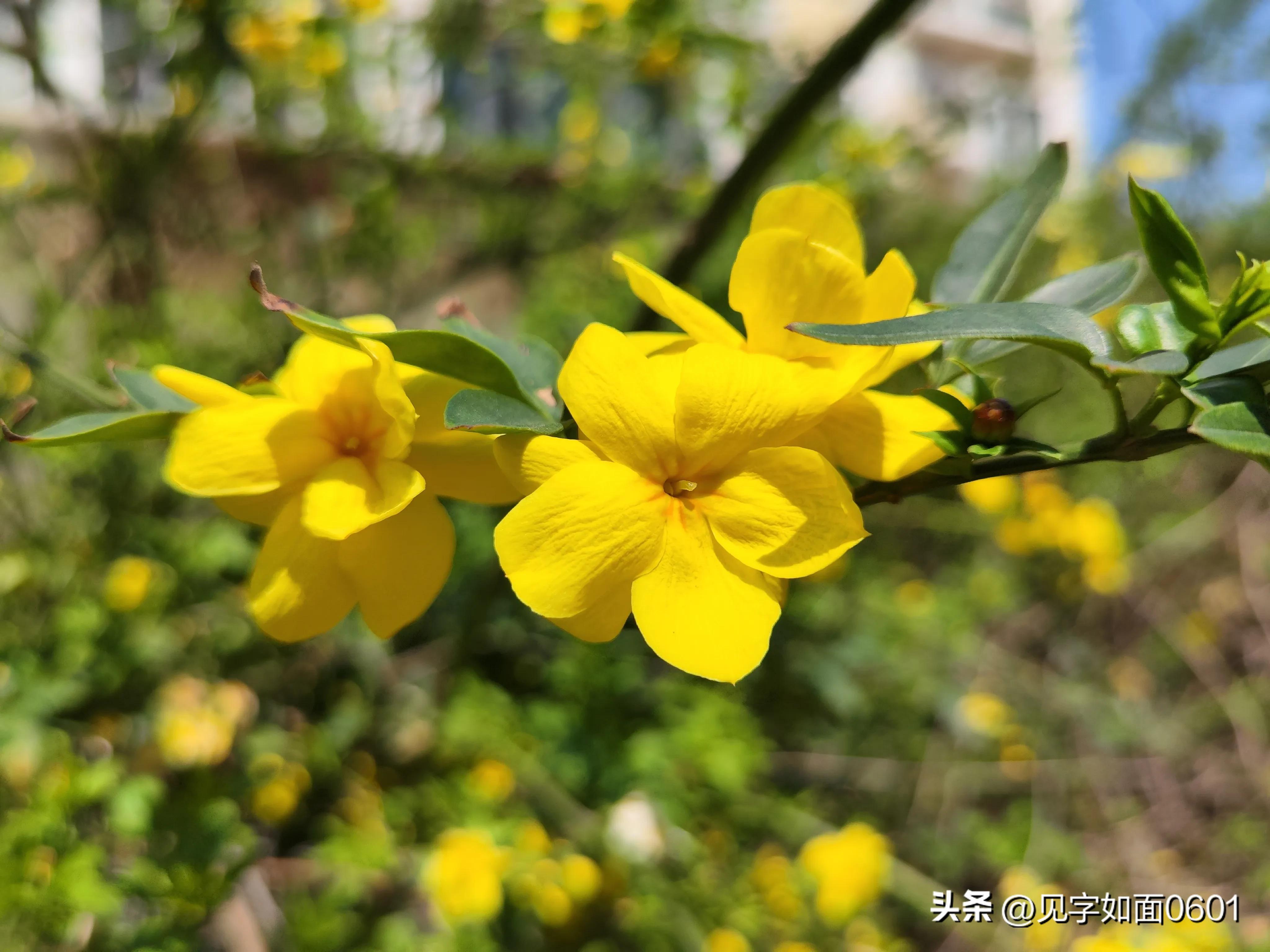 野迎春与迎春花的区别,迎春花和野迎春