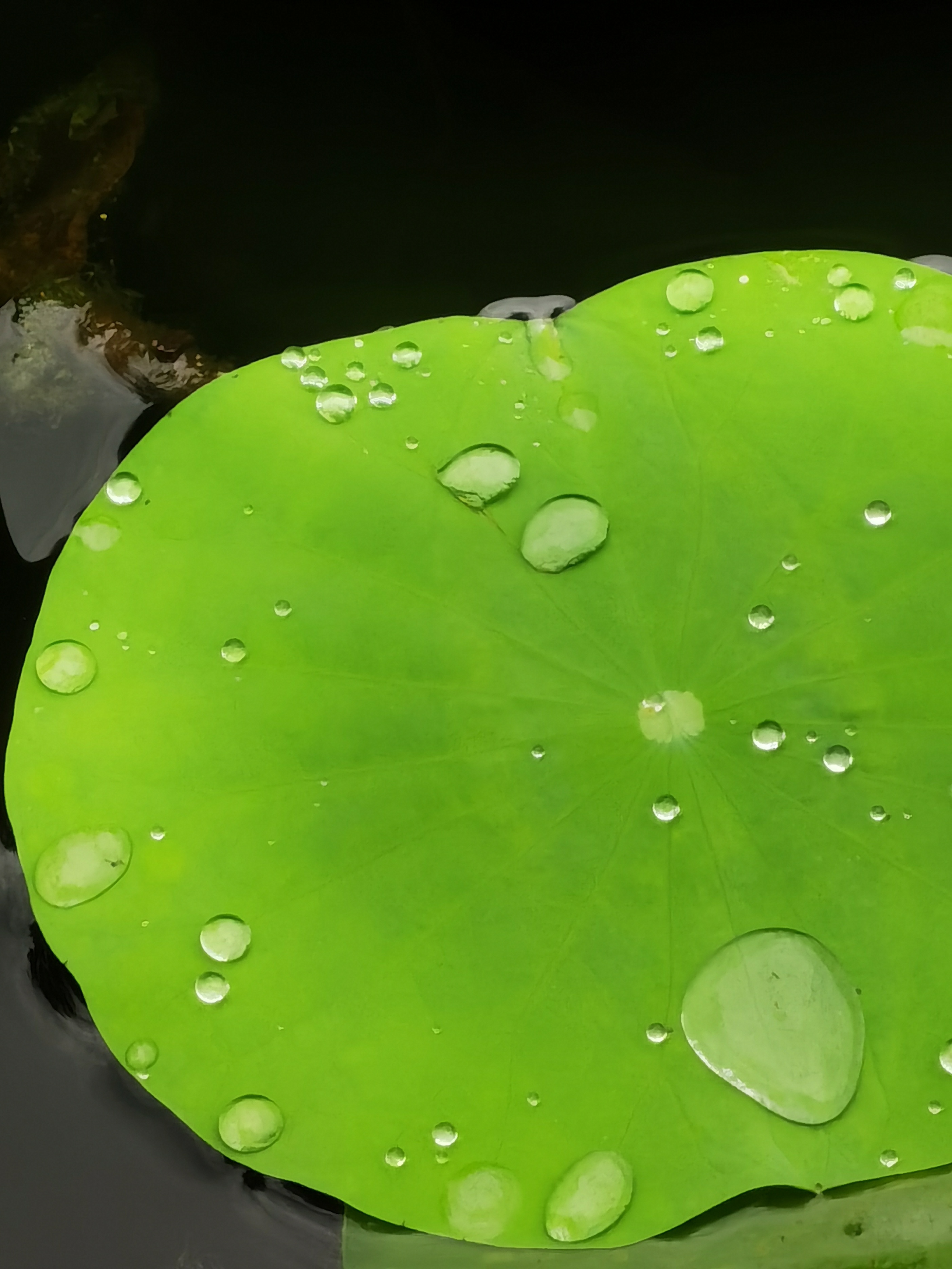寻夏雨荷,寻找夏雨荷的景点