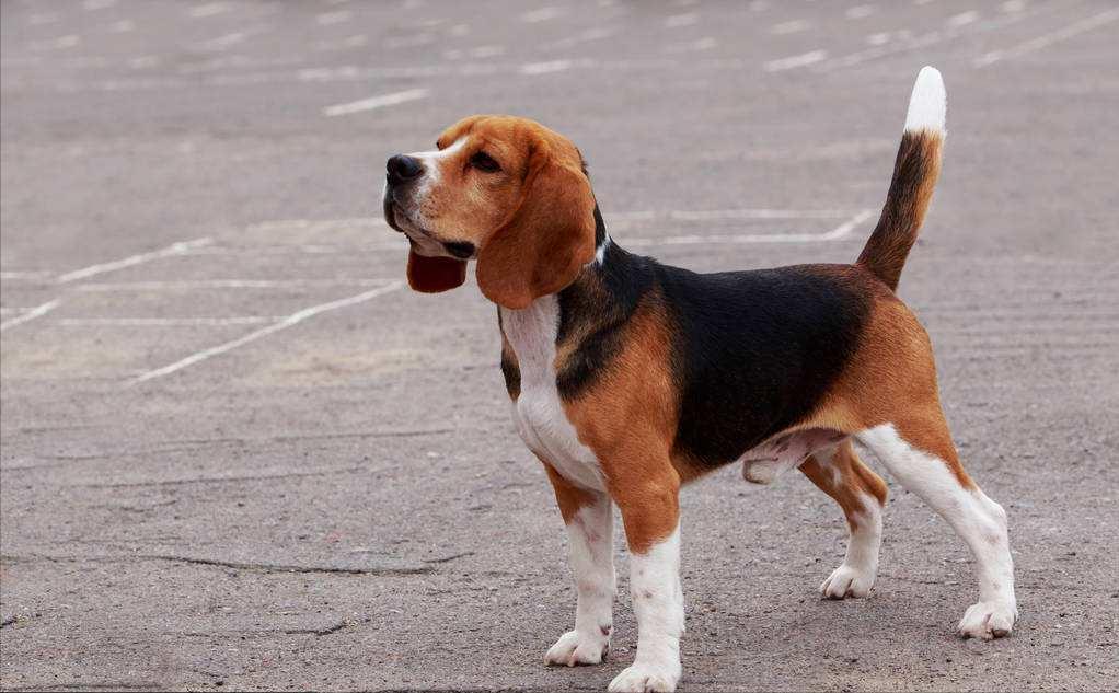 你家的狗有多聪明,如何判断自家狗是什么狗