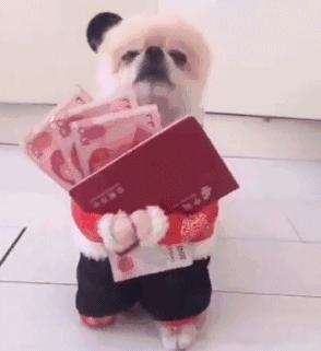 100个好听到爆的狗狗名字两个字,最近流行的狗名字