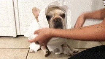 十大不建议新手养的狗,什么狗最好养又听话又便宜小型犬