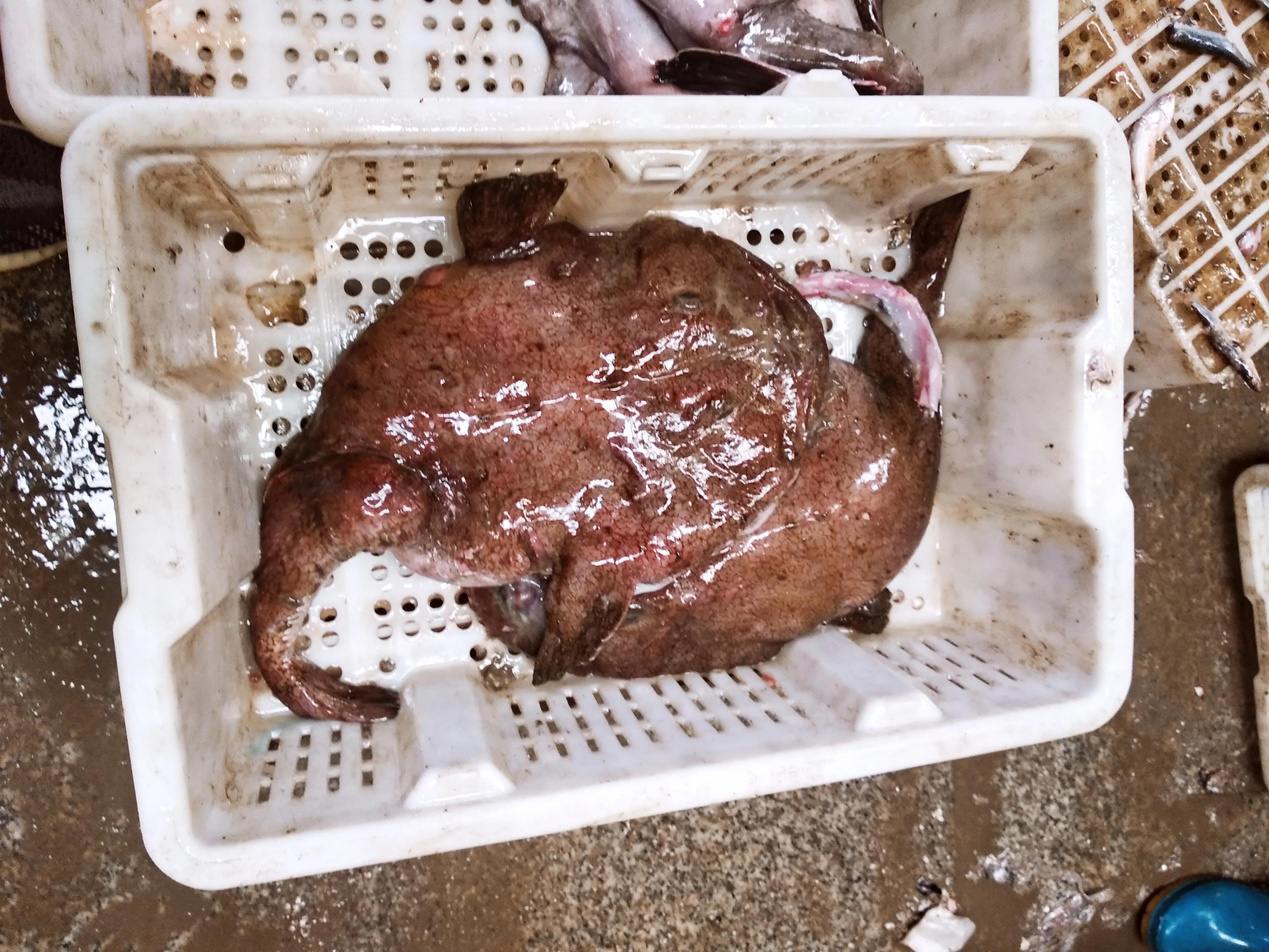 30种最常吃的海鱼图片大全,比较常见可以吃的海鱼