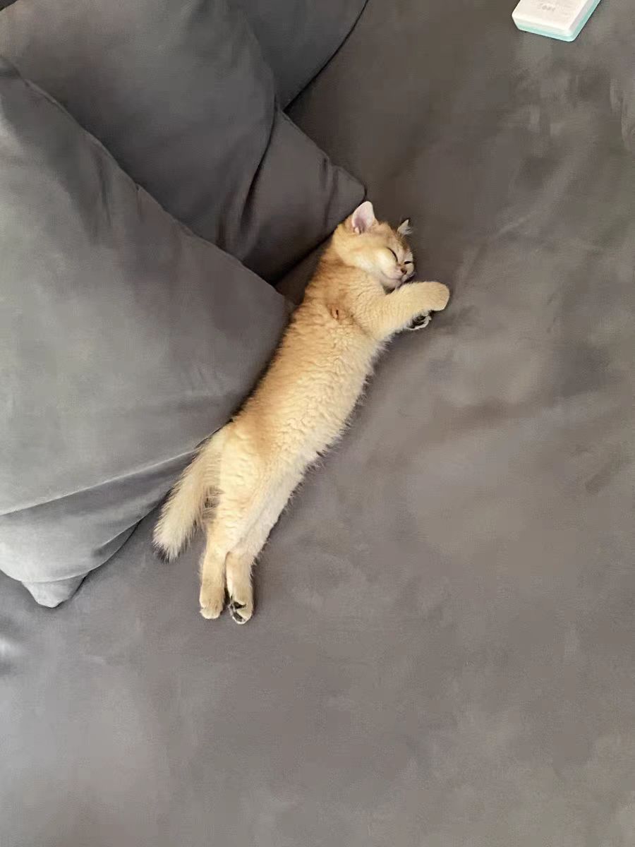 养猫猫屎臭怎么办,猫拉屎太臭怎么办吃什么