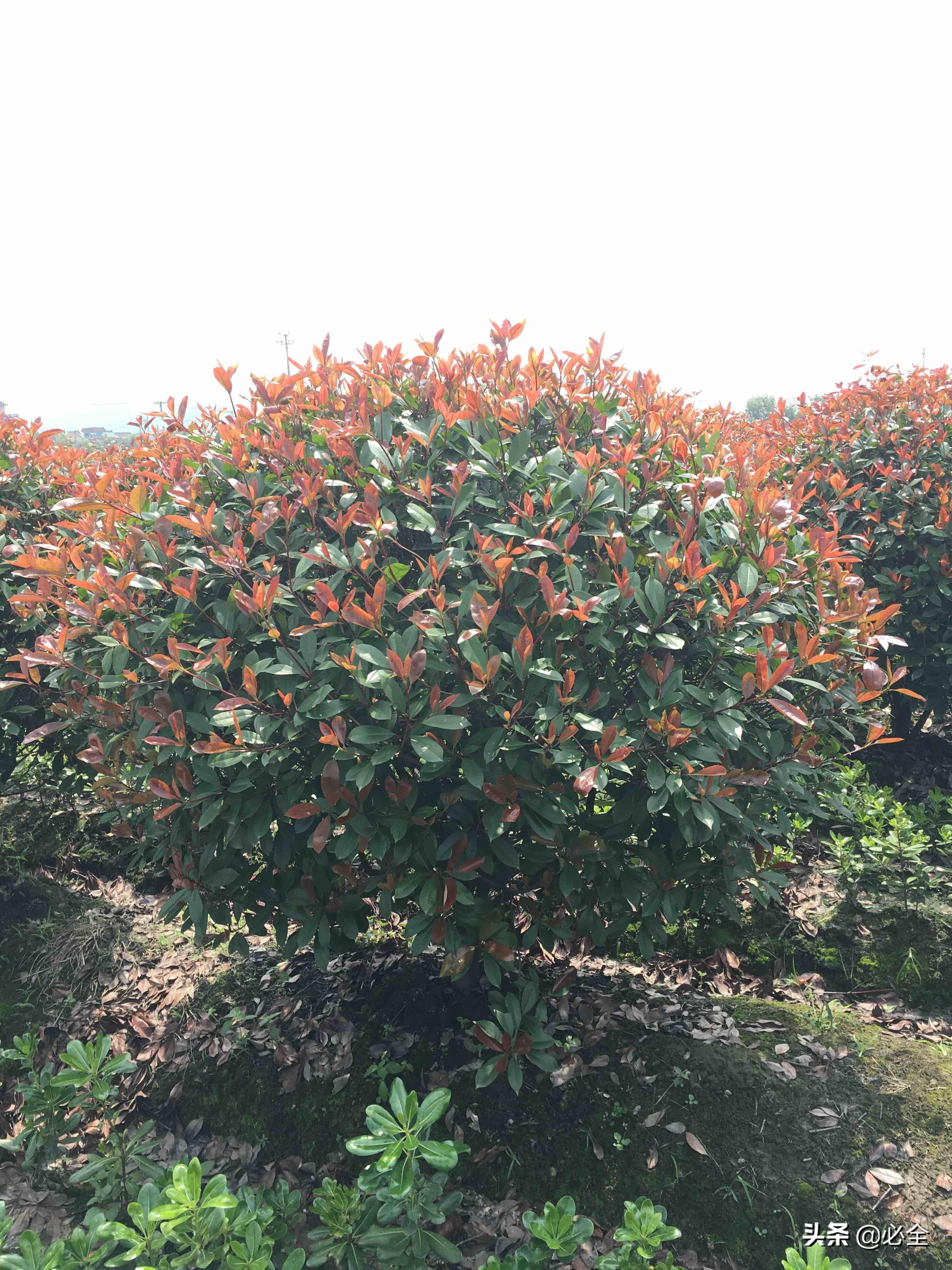 灌木球盆栽推荐品种有哪些,适合北方种植的球类及小型花灌木