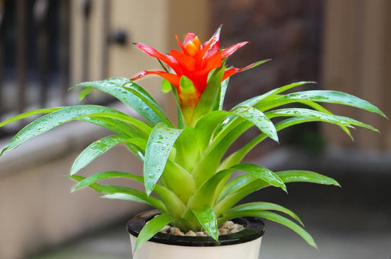 鸿运当头只能开花一次吗,鸿运当头一般多久开花