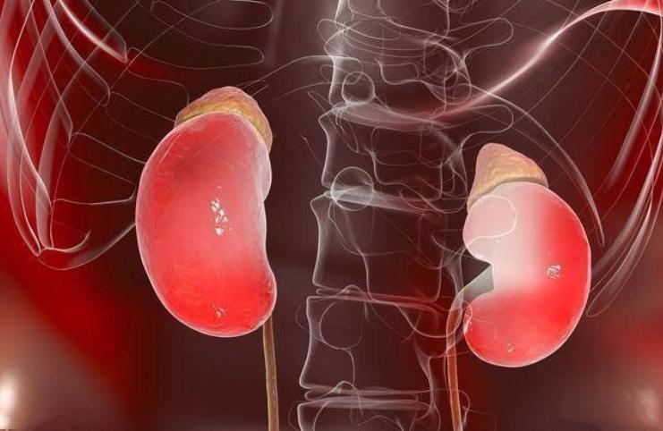 夜里起夜频繁是否肾有问题,经常起夜会不会肾衰竭