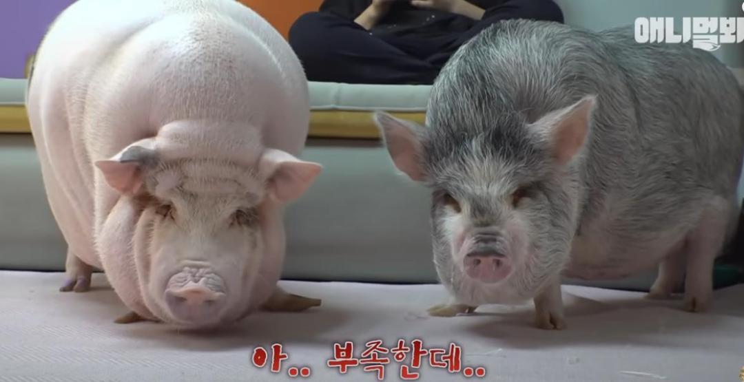 韩国女孩养迷你猪秒变大胖猪,如今带它们刻苦运动节食减肥