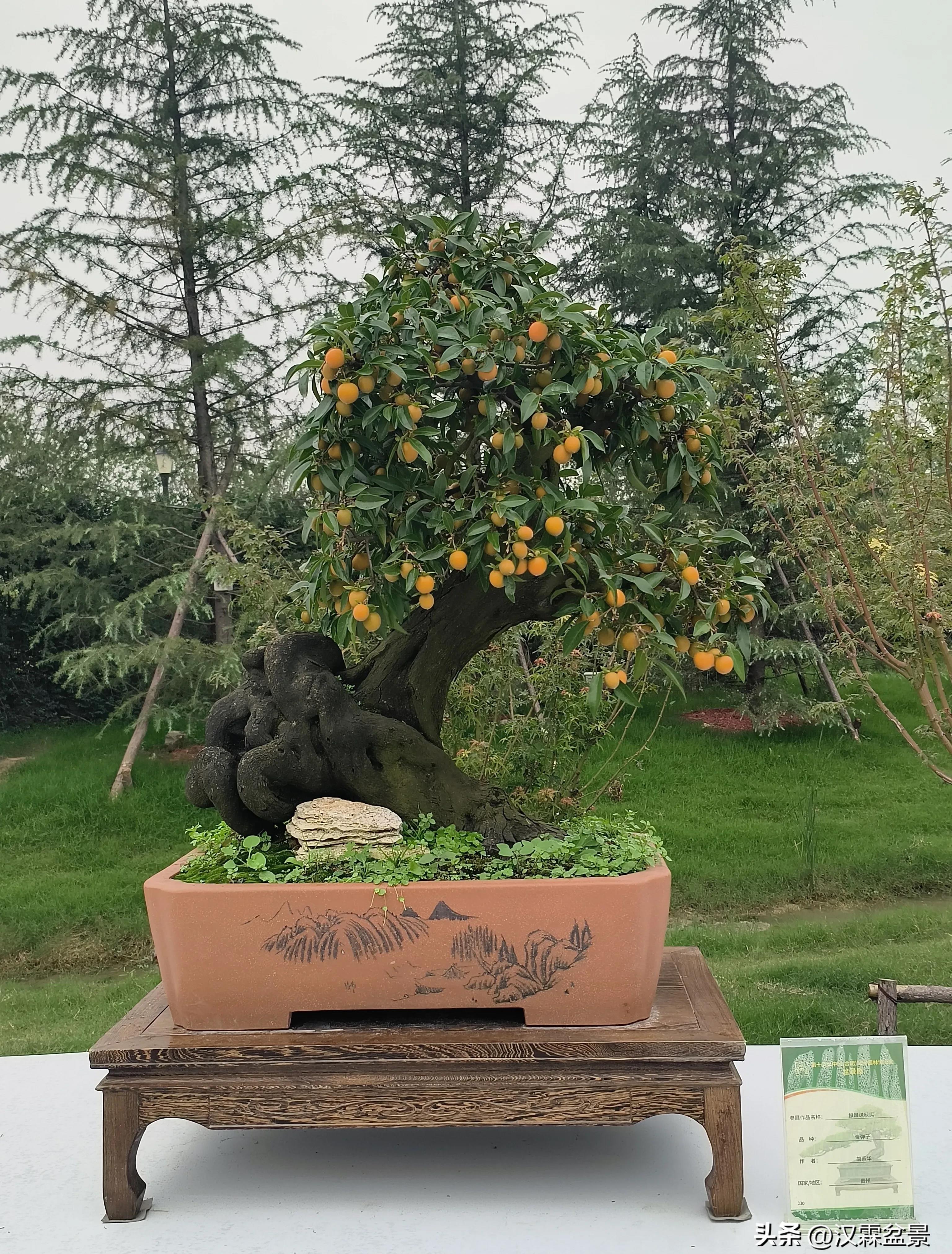 广州园林盆景展,精品大型盆景展会大全