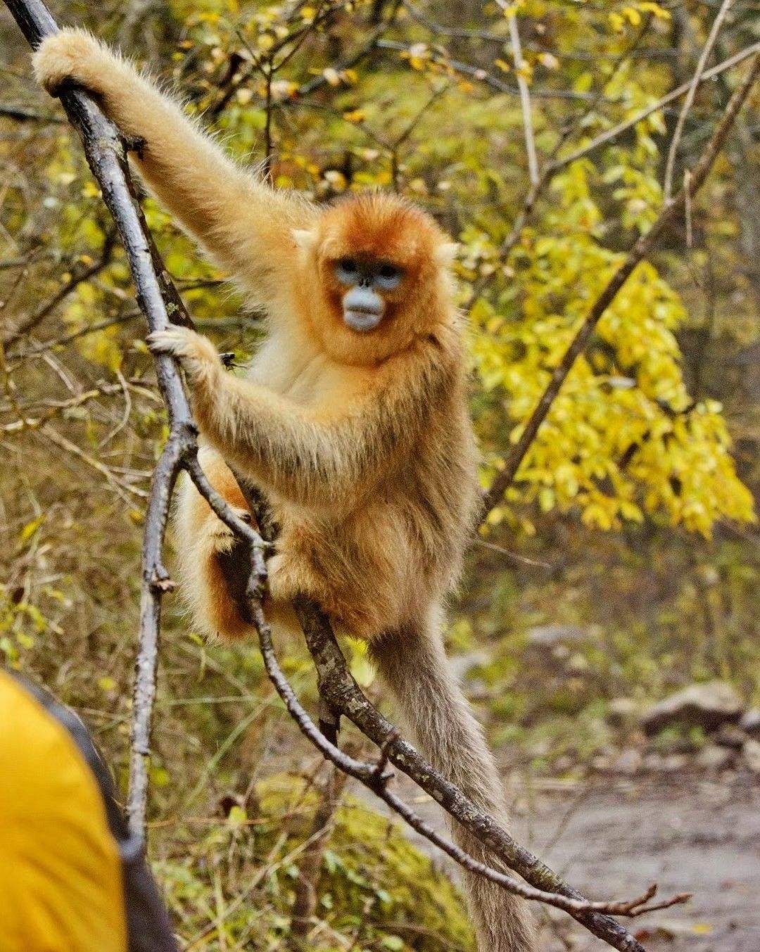 怒江金丝猴和峨眉猴干架,金丝猴遇上峨眉山猴子会发生什么