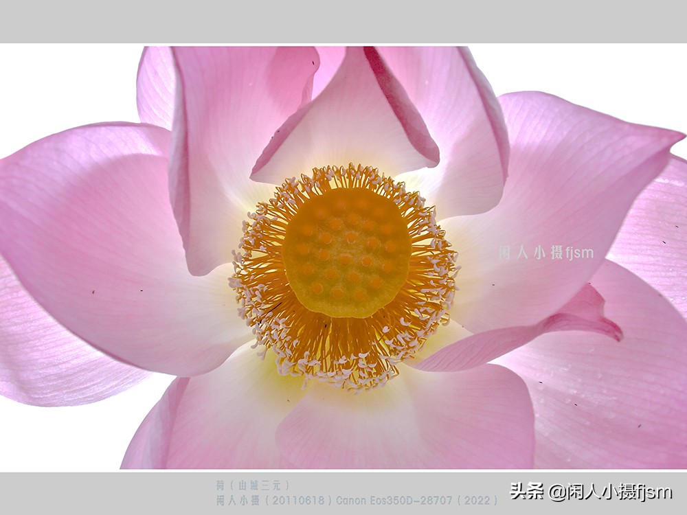 把荷花拍高级的摄影技巧,摄影荷花的拍摄技巧