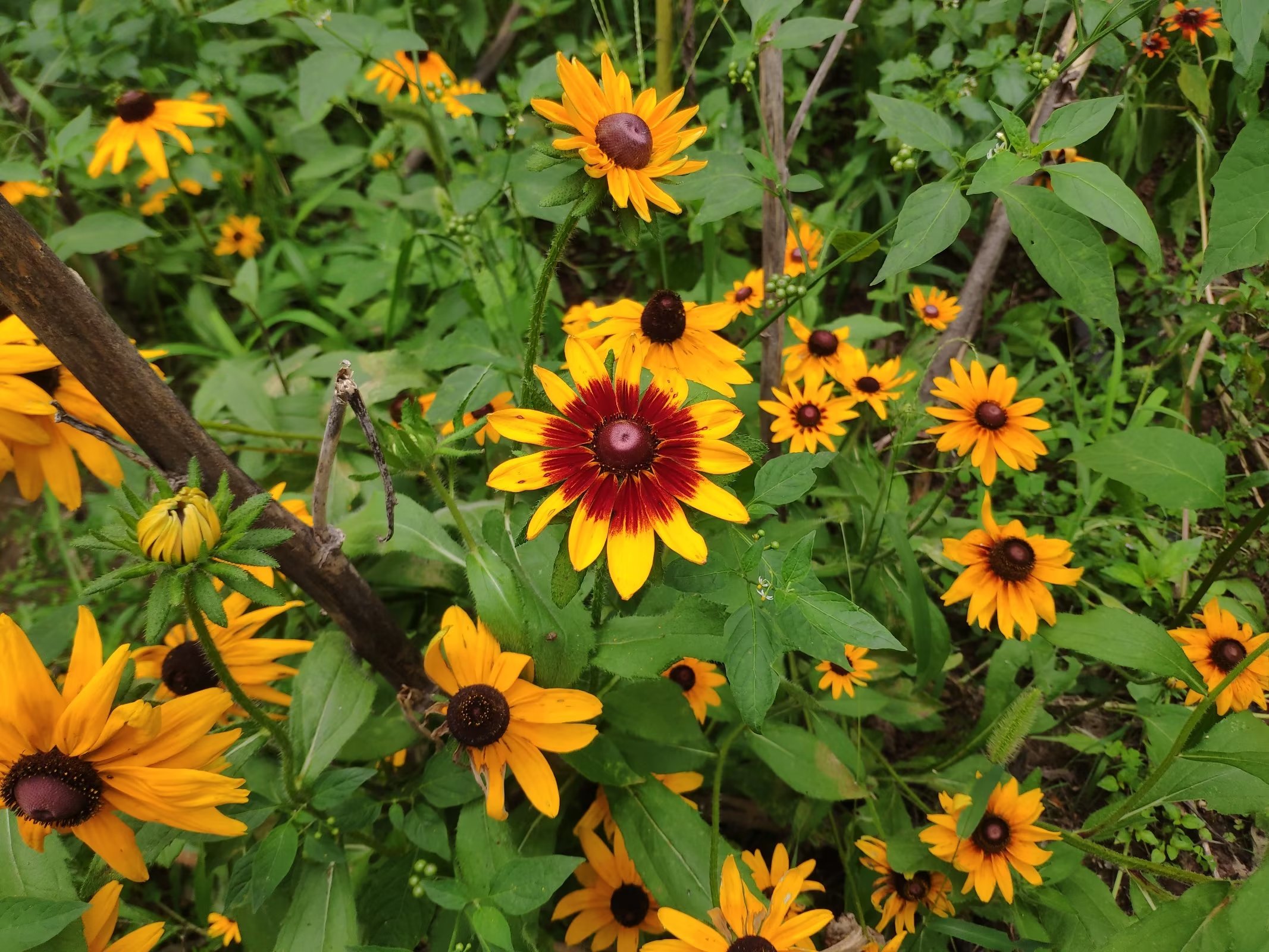 重庆一公园现大片黑心菊，金灿灿的花瓣宛若一片金色的海洋