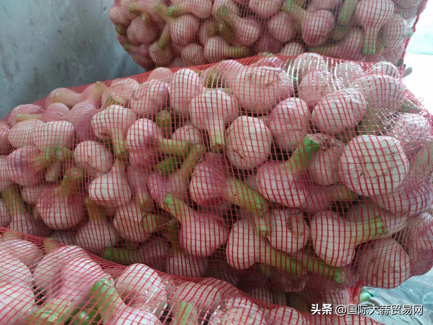 库蒜行情,库蒜什么时候能降价