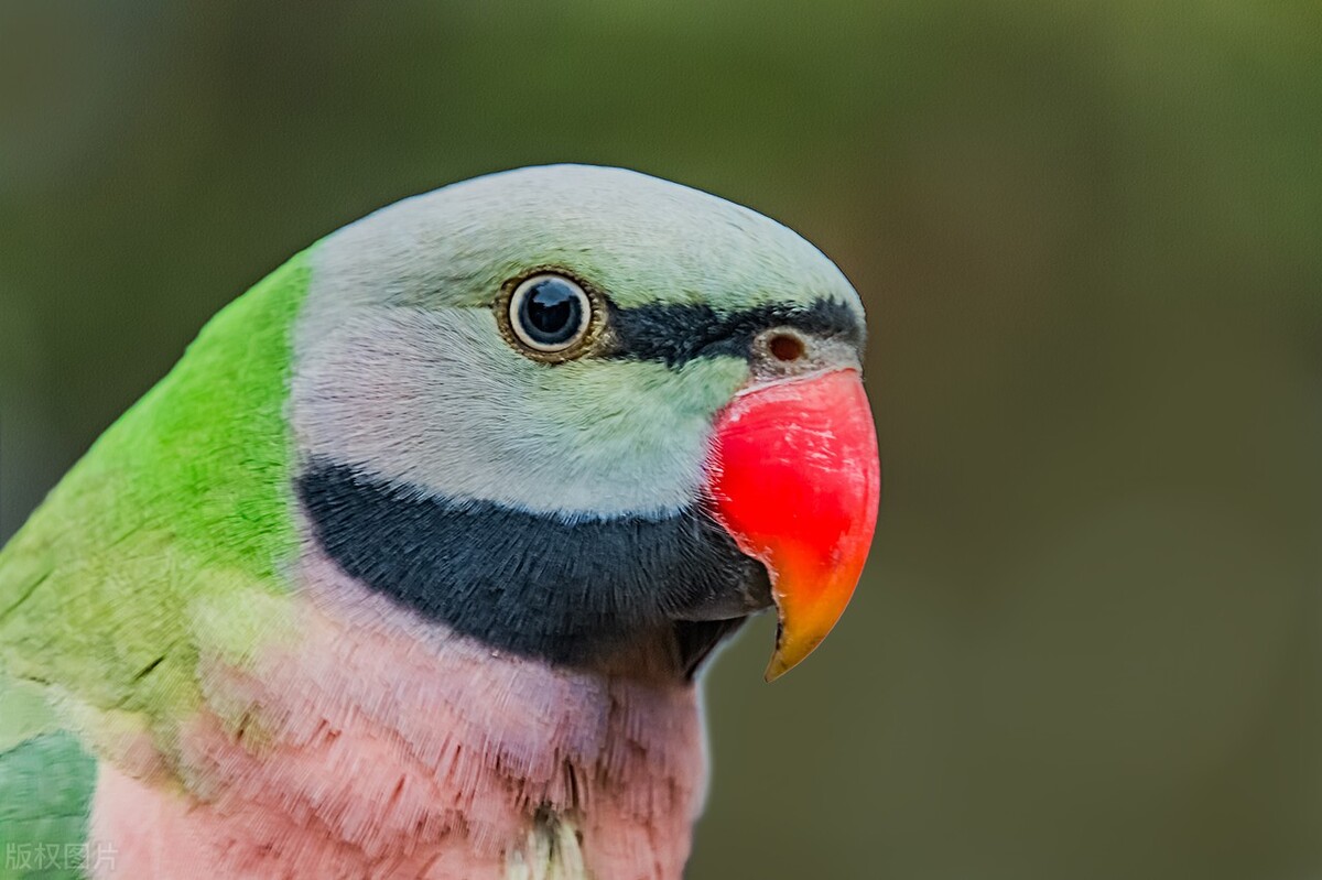 虎皮鹦鹉怎么判断是否健康,怎么判断鹦鹉是否健康