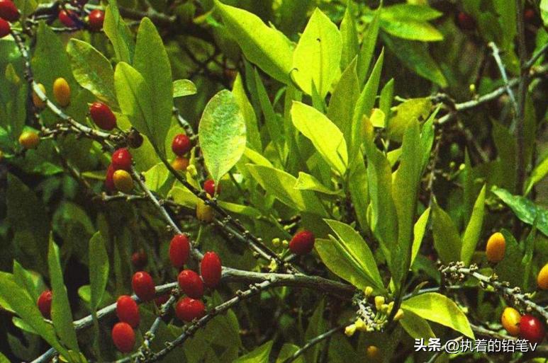 不同国家的哥伦比亚,不一样的南美国家