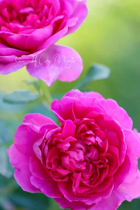 安妮公主月季优缺点,安妮公主月季耐热