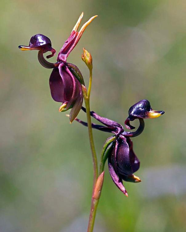 快来看看，兰花的世界真奇妙|壹木星球No.14