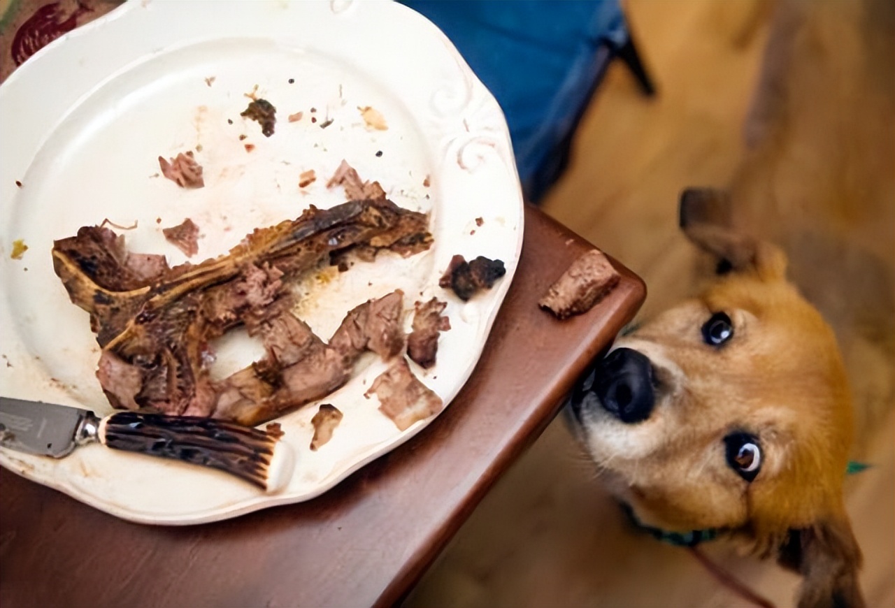 关于猫和老鼠你可能不知道的事,猫和狗为什么能相处得这么愉快