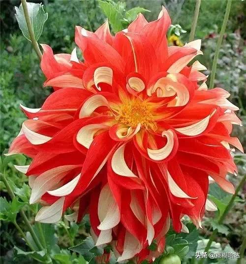 赏心悦目的花朵，风采万千，千姿百态，魅力无限，太美了