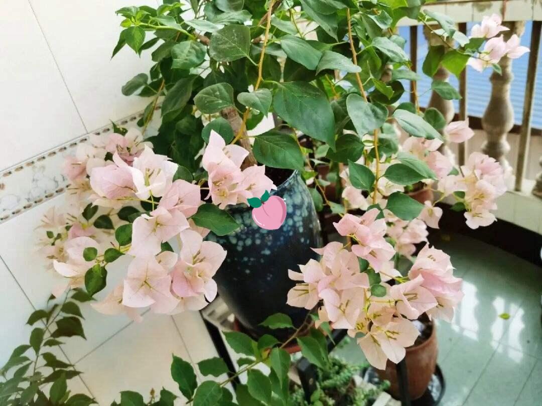 10种公认最好养的花三角梅,十种勤花三角梅