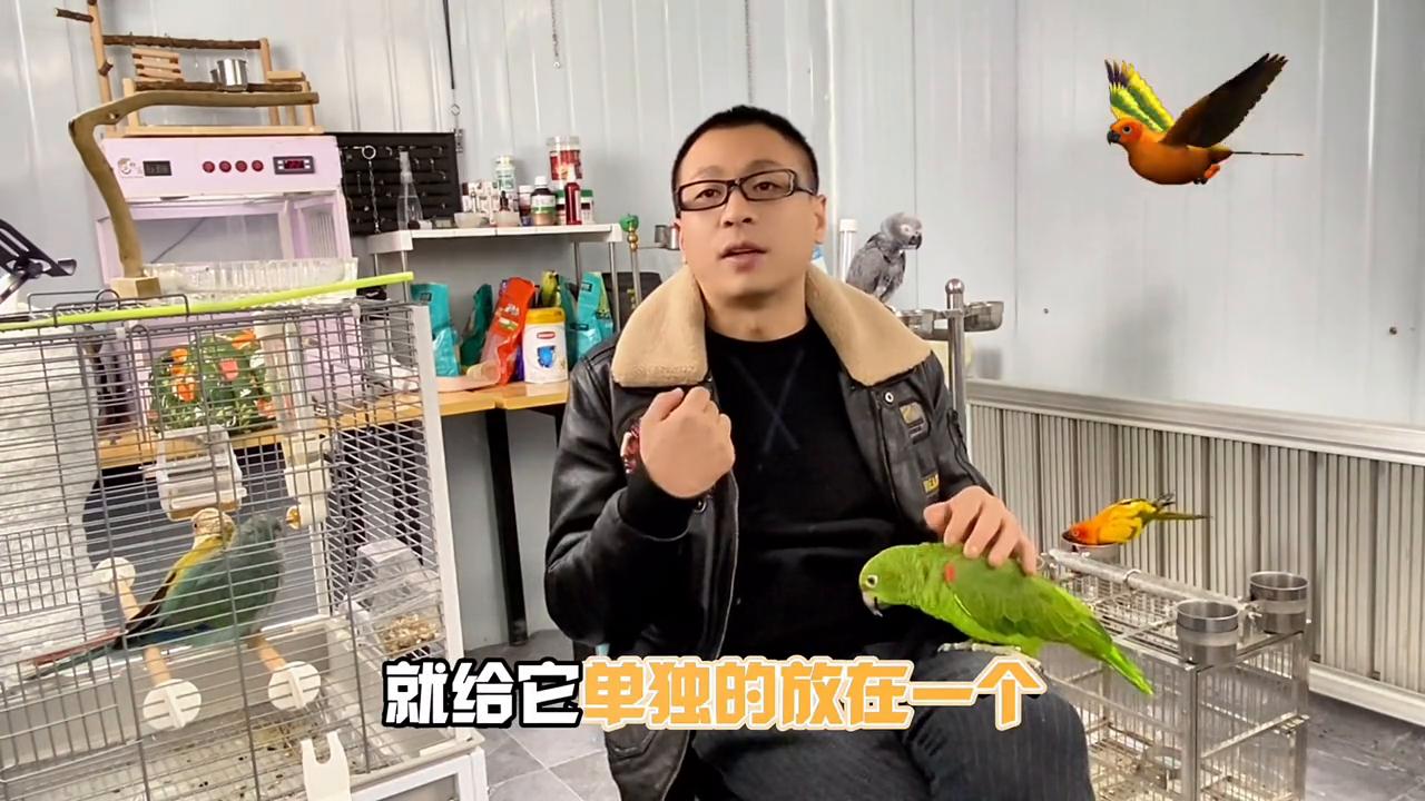 鹦鹉总是吵怎么办,鹦鹉爱吵