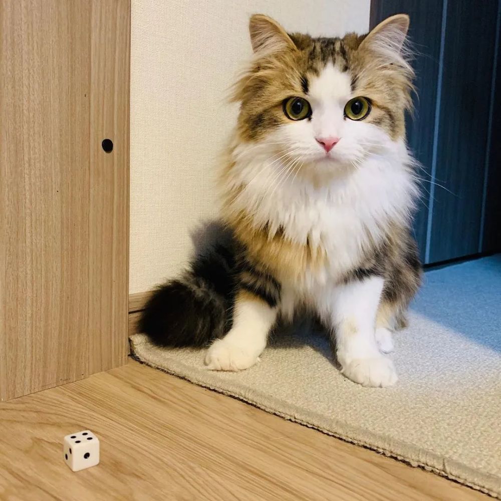 养猫推荐养什么,养猫首选这几种猫漂亮忠诚还好养