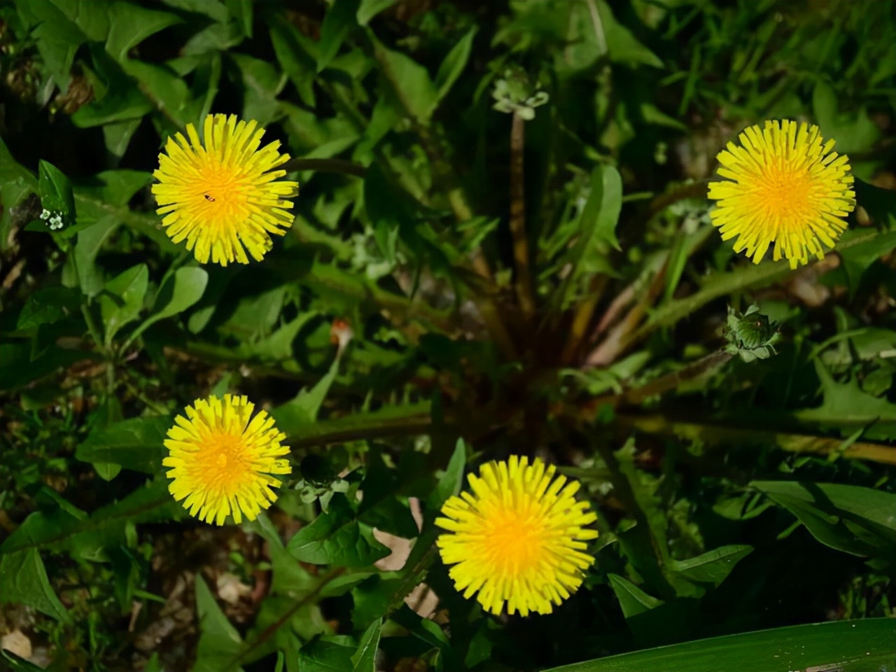 野菜100种大全,能吃的100种野菜大全