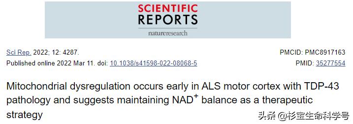 西北大学神经生物学,美国西北大学发现运动神经元