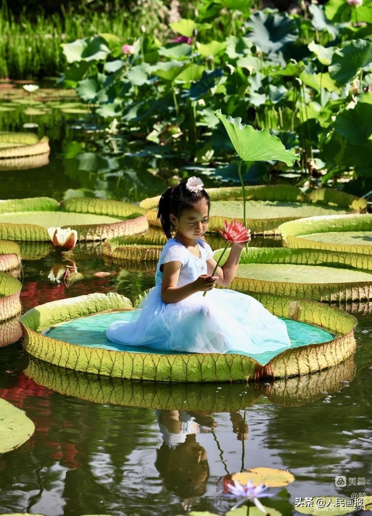 西双版纳中科院热带植物园王莲,在国家植物园畅游自然和古韵