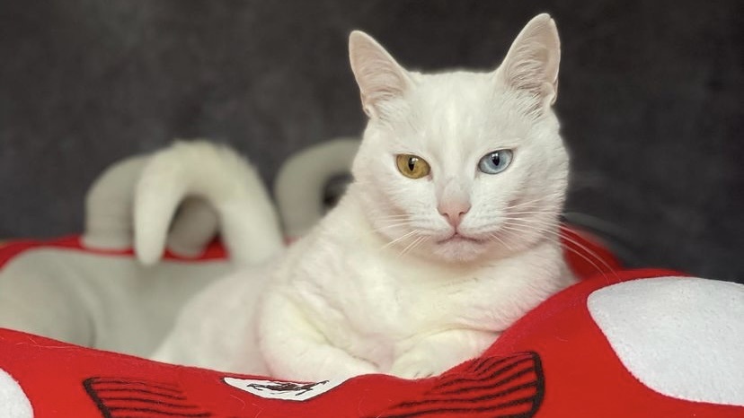 猫咪葡萄膜炎反复发作怎么回事,猫咪葡萄膜炎用什么眼药水