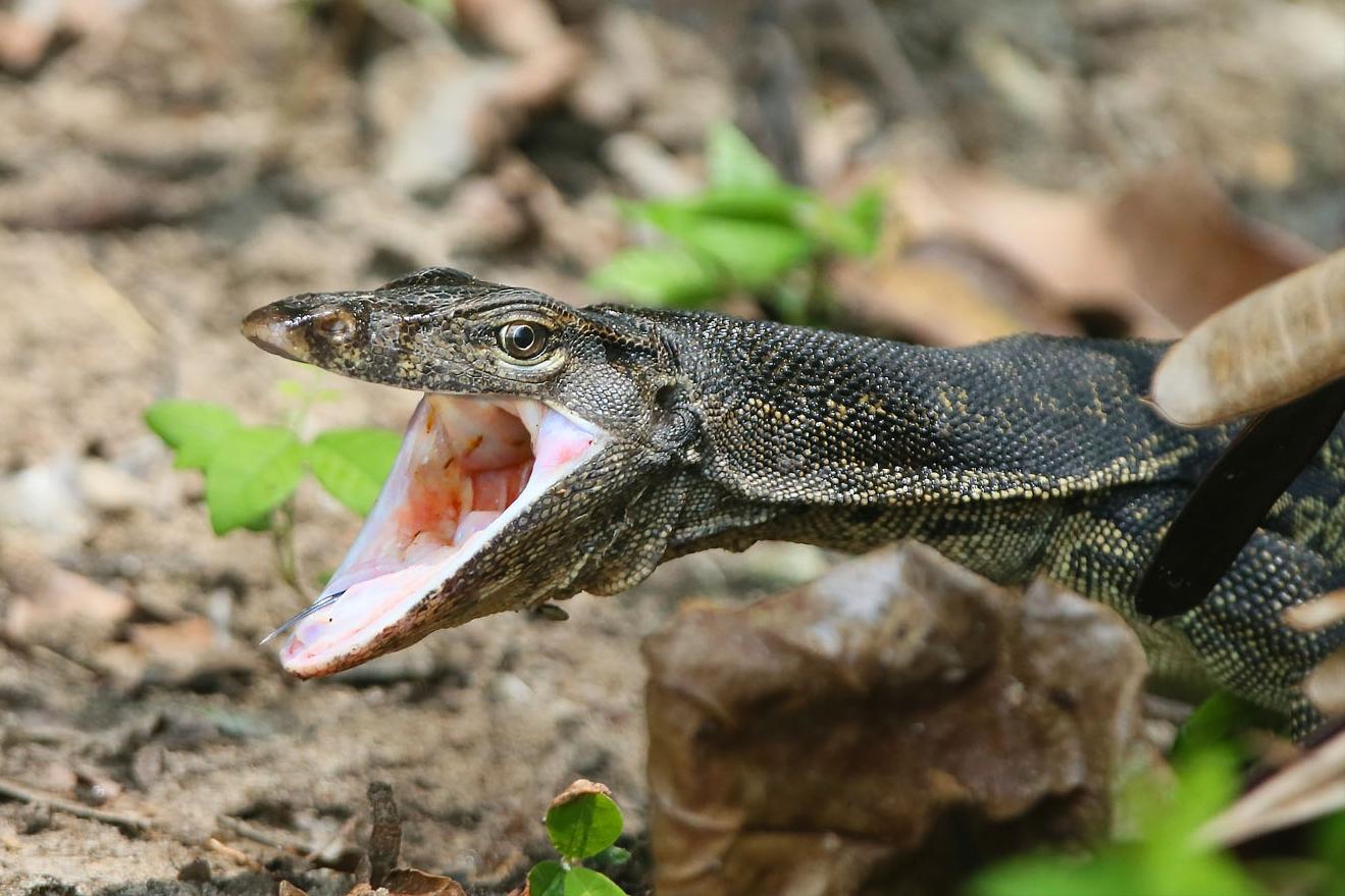 上海钓鱼佬钓起“五爪金龙”，差点牢底坐穿？金龙到底什么来头？