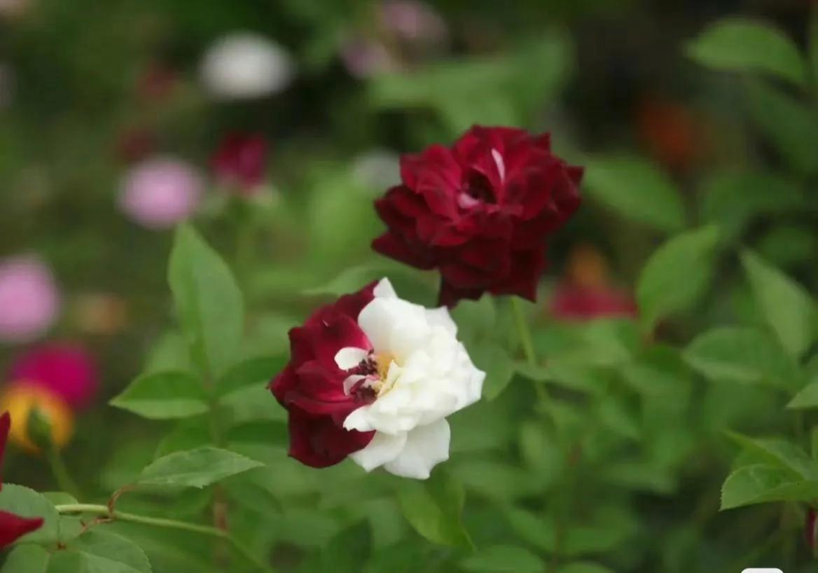 未来10年农业最赚钱行业,未来五年农村最赚钱的行业