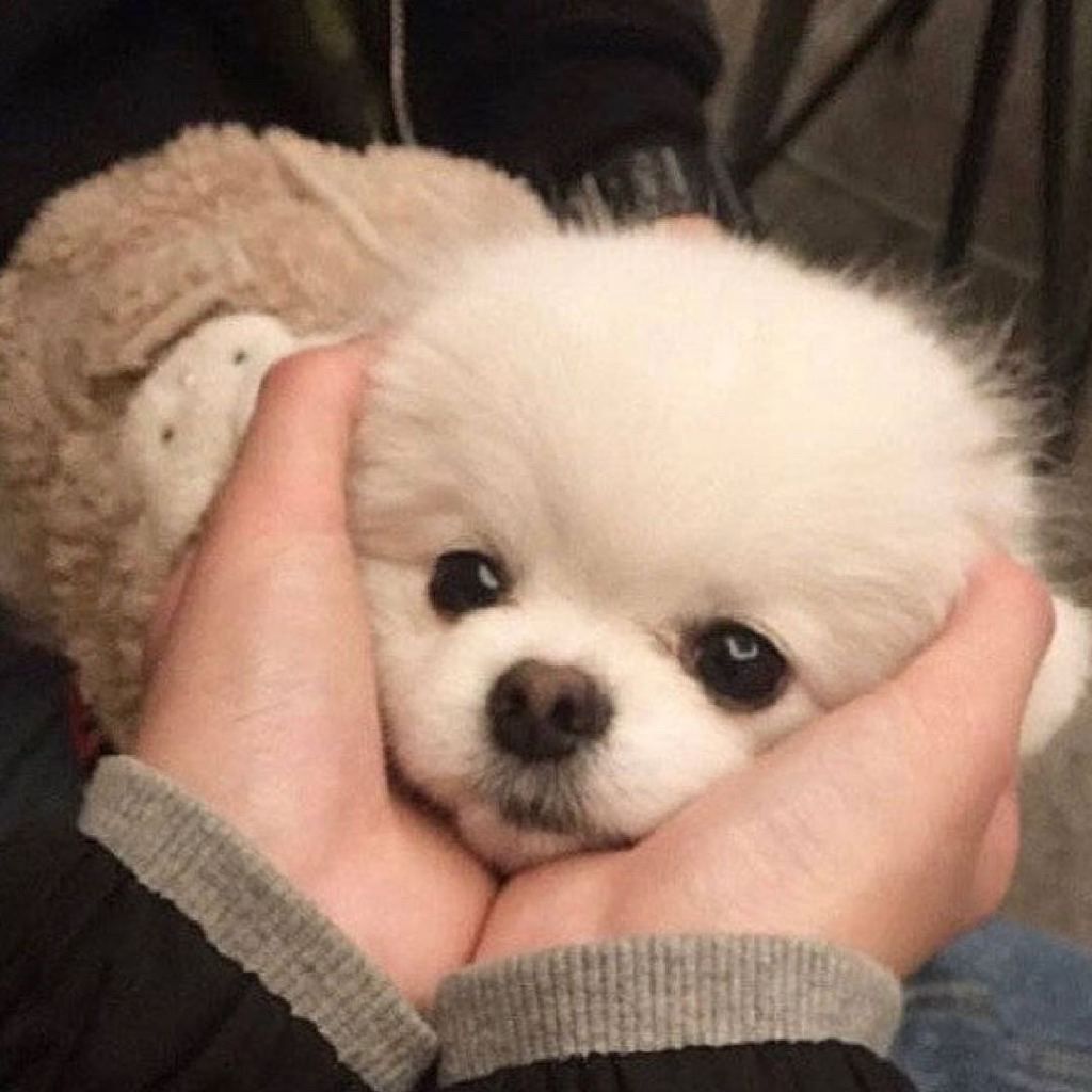 省心的狗狗排名前十名,让狗狗省心省力