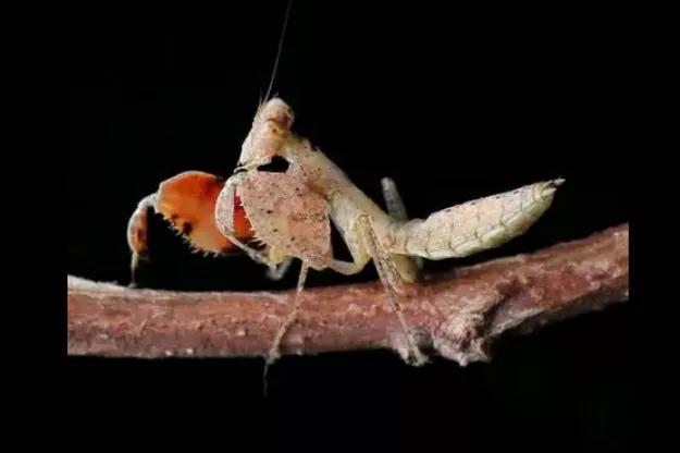 螳螂吃掉自己丈夫的头,螳螂为什么吃掉配偶螳螂吃蛇