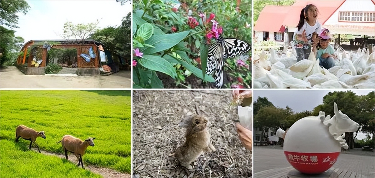 台湾飞牛牧场的创意之处,台湾飞牛牧场图片大全