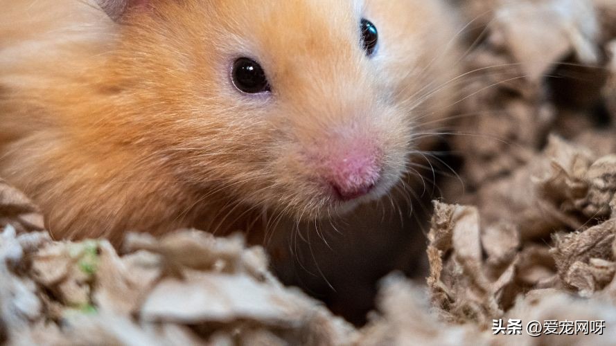 仓鼠常见疾病及治疗方法,仓鼠常见的病用什么药