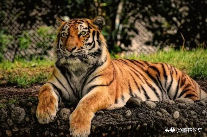 辽宁一虎王失恋，动物管理员得知连忙送一家猫，引发猫虎之战